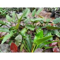 ราคา ฟิโลเดนดรอน ฟิโลใบเลื่อยไม่ด่าง (4656673344)