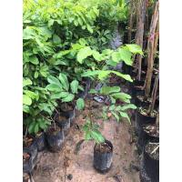 ราคา ต้นเงาะโรงเรียนนาสาร (6587735266)