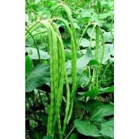 ราคา เมล็ดถั่วฝักยาวลำน้ำชี (12169868789)