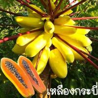 ราคา อินทรีย์็ด ใหม่็ด มะละกอเหลืองกระบี่ใหม่ที่สุด15บ.ใหม่มะละกอเหลืองกระบี่5- 20 ใหม่็ดใหม่ง่ายทานอร่อยผลสีสว ง่าย (14497160929)