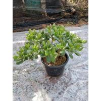 ราคา ต้นใบเงิน/มันนี่/ดูดเงิน ต้นคลาสซูล่า ต้นใหญ่ (ช่วยฟอกอากาศ)ไม้มงคลจัดส่งแบบถอดรากและพร้อมกระถาง (22519057391)