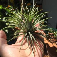 ราคา ทิลแลนเซีย สับปะรดอากาศ (5624349685)