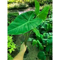 ราคา บอนสี ว่านพญาจงอาง ต้นละ 69 บาท (5696147567)