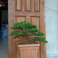 ราคา บอนไซ สนจูนิเปอร์ทรงต้น (6038848837)