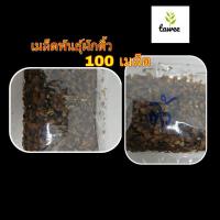 ราคา เมล็ดพันธุ์ 100 ผักติ้ว ต้นติ้ว ต้นผักติ้ว ติ้ว (7268181919)