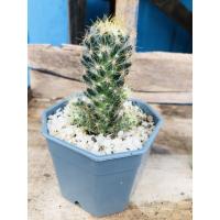 ราคา แมมเม็ดพริกหนามทอง Mammillaria prolifera แคคตัส กระบองเพชร cactus&succulent (4362953241)