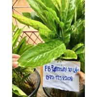 ราคา ข่าด่างลายหินอ่อน/ด่างแท้ทุกใบทุกต้น (11322286686)