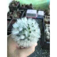 ราคา แมมขนแกะ แมมขนแมวลุ้นสีดอก (7382312267)