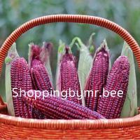 ราคา ( บรรจุ 500 เมล็ด )เมล็ดพันธุ์ข้าวโพดทับทิมสยาม ข้าวโพดกินดิบ ข้าวโพดหวานแดงทับทิมสยาม ข้าวโพดราชินีทับทิมสยาม (22670135240)