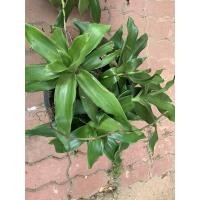 ราคา ต้นวาสนาเลื้อยกระถางหนึ่งมี 5 ยอดสวยๆคะ (10372294414)