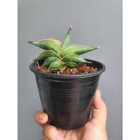 ราคา Sansevieria Rolida variegated ลิ้นมังกร (22022218241)