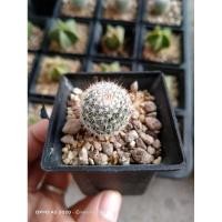 ราคา กระบองเพชร แคคตัส แมมมิลลาเรีย อัลบิลลานาต้า (9653297107)