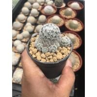 ราคา Mammillaria Duwei แมมดูไว (7448235502)