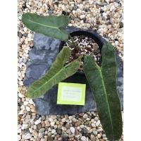 ราคา ฟิโลก้านน้ำตาล Philodendron atabapoense (8886013738)