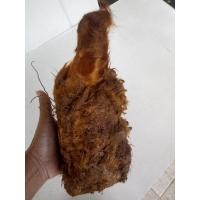 ราคา ว่านลูกไก่ทอง ขนาดใหญ่ ขนสีทองสร้างโชคลาภแก่ผู้ปลูก ลูกไก่ทอง ไก่ทอง ว่านลูกไก่ ไม้มงคล (17413006596)