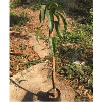 ราคา กิ่งพันธุ์มะม่วงเขียวใหญ่/เขียวสามรส/แก้วขมิ้น (5119131102)