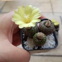 ราคา เมล็ดเฟเรีย Phaeodisca 20 เมล็ด เมล็ดใหม่ เก็บไม่นานค่ะ (3337051754)