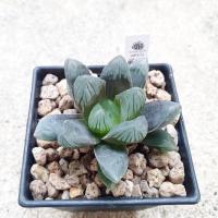 ราคา พร้อมส่ง!! ฮาโวเทีย Haworthia obtusa hybrid 'Black Grape' ส่งแบบล้างราก (9778761362)