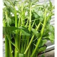 ราคา ต้นพันธุ์ ผักบุ้งแก้ว พร้อมปลูกถุงดำ 29 บาท มีไว้ติดบ้านผักปลอดภัย ผัดกับกะปิกุ้งอร่อย ต้มโคล้งก็อร่อย เด็ดสดๆ ทานได้ (22965902968)