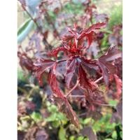 ราคา ชบา ชบาเมเปิล ไม้ดอกไม้ประดับ ต้นชบาเมเปิ้ล​ ต้น​สูง​ 45-50​ cm. (8331630602)