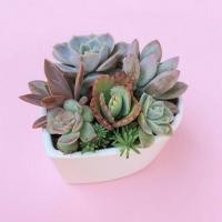 ราคา New Arrival Valentine Bowlset Pandela กุหลาบหินนำเข้า ไม้อวบน้ำ (5453299057)