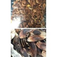 ราคา ขายส่ง 100 เมล็ด เมล็ดพะยูงไหหลำ Dalbergia odorifera ไม้พะยูง พืชเศรษฐกิจ พันธุ์ไม้พระราชทาน พะยูงไทย พะยูงเวียดนาม (1961965086)