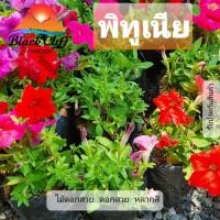 ราคา ต้นพิทูเนีย พิทูเนีย Petunia สวนเขาหมาก ไม้ดอก ไม้สวย ไม้ประดับ ดอกไม้ home garden รับประกันสินค้า (6592492528)