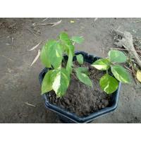 ราคา ต้นเบญจรงค์ด่างสวยทั้งต้น (9181525242)