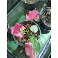 ราคา บอนสีชายชล บอนสีหายาก บอนสีมาแรง (13414787091)