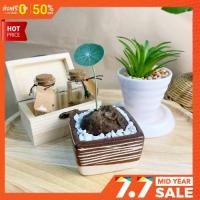 ราคา บัวโขด บัวบกโขด บัวบกป่า พร้อมกระถางมินิมอลสุดเก๋ (8891006896)