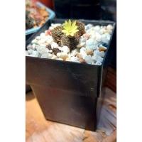 ราคา เมล็ดพันธุ์เฟเรีย เฟโอดีสก้าแคตตัส กระบองเพชร ขนาดบรรจุ 50 เมล็ด/ซอง (4294749815)