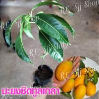 ราคา 2 ต้น*ต้นมะยงชิดทูลเกล้า ให้ผลใหญ่เท่าไข่ไก่กรอบ ต้นเสียบยอด25-30เซ็นผลผลิตผลใหญ่ มีสินค้าพร้อมส่ง (7578851898)