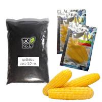 ราคา ชุดปลูกผักสวนครัว เมล็ดข้าวโพดหวาน เจียไต๋ 2 ซอง พร้อมมูลไส้เดือน 1 กก. (984268527)