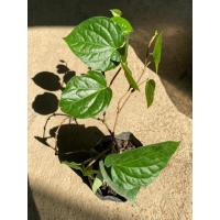 ราคา พลูกินหมากสีเขียว ใบมีรสเผ็ดร้อนมาเคี้ยวกับปูนขาวหรือปูนแดง ร่วมกับหมาก ใบยาสูบ สำหรับรักษาฟัน และบำรุงเหงือกถุงดำ 39บาท (18871452211)