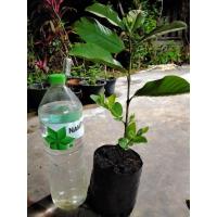 ราคา กิ่งตอนฝรั่งกิมจูกิ่งสั้นทรงพุ่มต้นเตี้ย (6771623656)