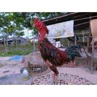 ราคา ไข่เชื้อพม่าพ่อถอยตีแผลตา (12875605852)