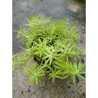 ราคา ต้นแพรทอง เศรษฐีแพรทอง ไม้อวบน้ำ ในกระถาง 3 นิ้ว (21023391345)