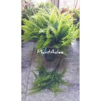 ราคา ☘ช่อเฟิร์นบอสตัน(ใบไม้ปลอม) (7580261531)