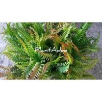 ราคา ช่อเฟิร์นปลอม(บอสตัน) (5255660678)