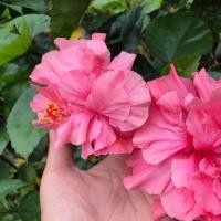 ราคา ขายชบาดอกซ้อน สีชมพู กิ่งตอนชบาราคาถูก ชบาราคาพิเศษ Hibiscus ชบาซ้อนดอกสีชมพู (23321138422)