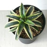 ราคา Agave victoriae reginae variegata อากาเว่วิคตอเรียด่าง (9367950664)