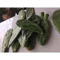 ราคา ใบเสมา หูกระต่าย กระบองเพชร โอพันเทีย (8011086750)