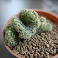 ราคา แคคตัส - Mammillaria Elongata Cristata (แมมนิ้วทอง คริสตาต้า) (9816597265)