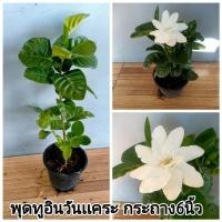 ราคา พุดทูอินวันแคระกระถาง 6 นิ้ว ราคาต้นละ 30 บาท (9271849169)