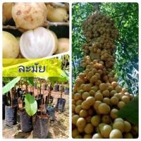 ราคา ต้นพันธุ์ละไม เสียบยอด มีรากแก้ว โตไว ต้นแข็งแรง พร้อมปลูก (7943790985)