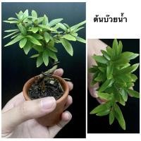 ราคา บอนไซต้นจิ๋ว (บ๊วยน้ำ/เพรมน่า) (10319143513)