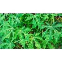 ราคา ใบผักไชยา ผักผงชูรส เด็ดสดเป็นใบส่ง 1กก 100บาท เก็บสดเป็นใบๆสำหรับทำยา (22737829390)