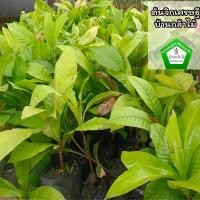 ราคา ต้นจิกเศรษฐี ต้นแข็งแรง ระหว่างขนส่งสินค้าเสียหาย ทางร้านรับผิดชอบทุกรณีจ้า (16897644558)