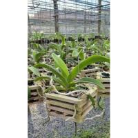 ราคา ช้างชมพู กล้วยไม้ (11216634221)