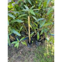 ราคา ต้นมะม่วงเขียวเสวยแบบกิ่งทาบ (22873138010)